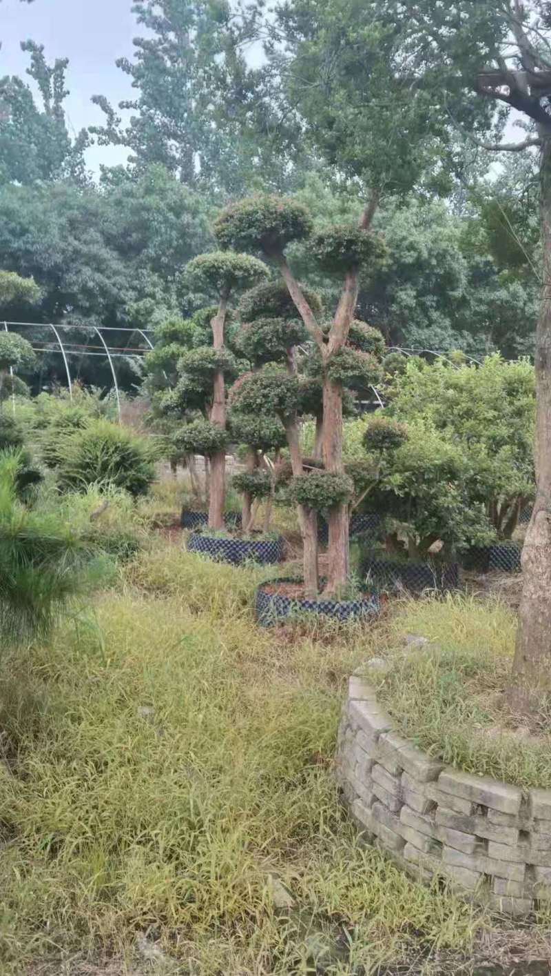 造型精品赤楠桩江西赤楠桩赤楠30公分赤楠10公分