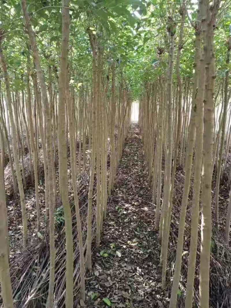 大叶女贞江西大叶女贞基地多分枝大叶女贞苗木