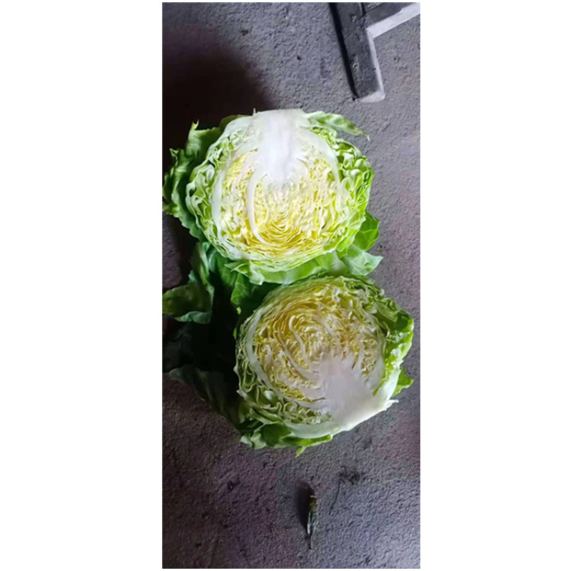 包菜苗甘蓝苗黄芯绿甘蓝苗韩绿春种寿光基地常年育