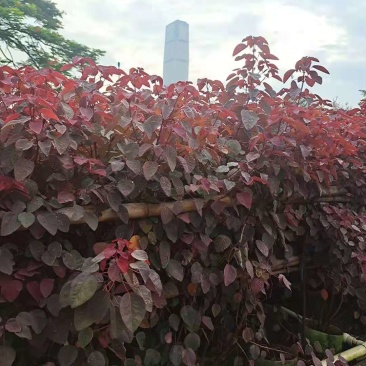 红叶乌桕小苗江西大量红叶乌桕销售红叶乌桕1公分