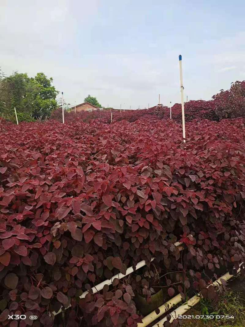 红叶乌桕小苗江西大量红叶乌桕销售红叶乌桕1公分