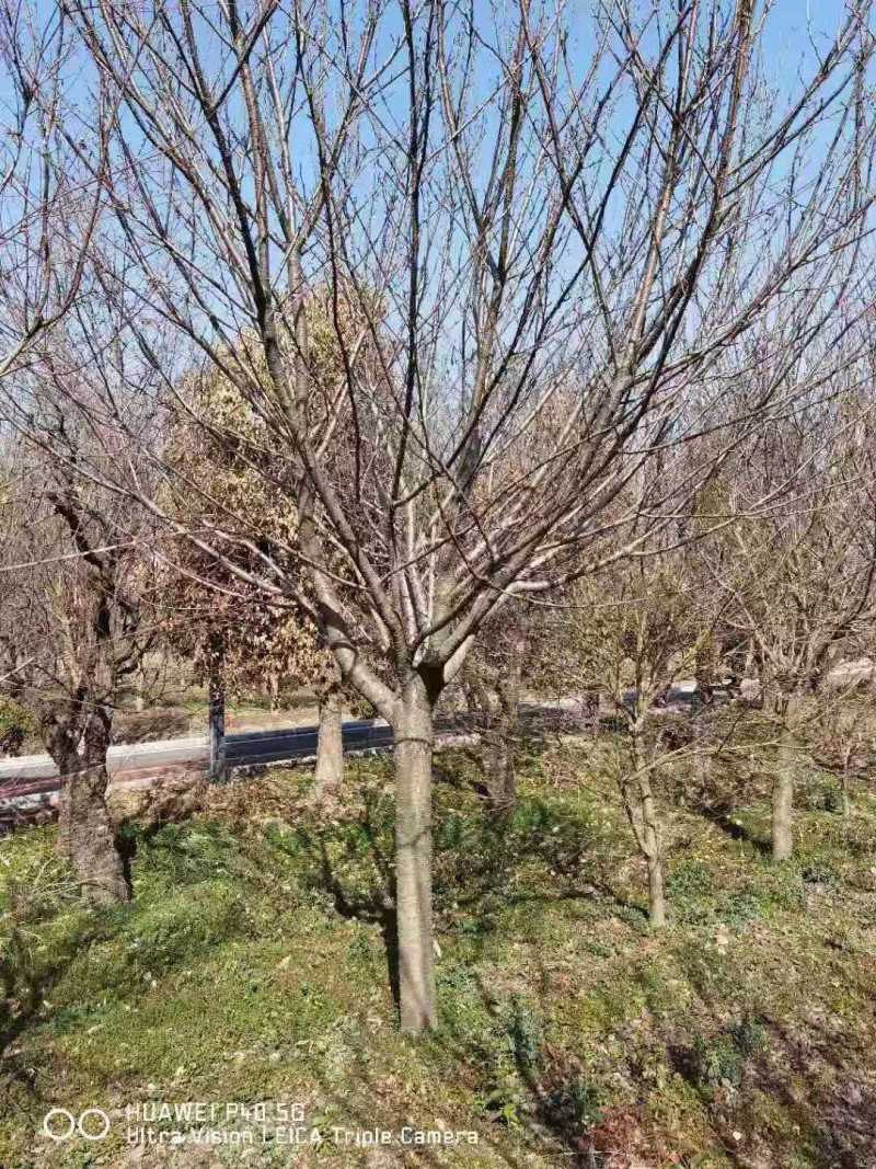 精品樱花早樱花晚樱花3公分樱花5公分樱花10公分