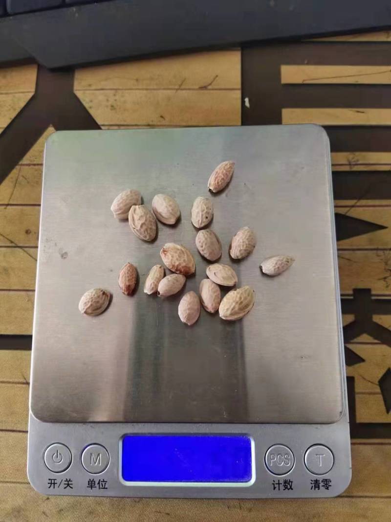 精品樱花早樱花晚樱花3公分樱花5公分樱花10公分