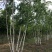 白桦树苗丛生白桦5-8分枝工程苗东北白桦小苗规格全