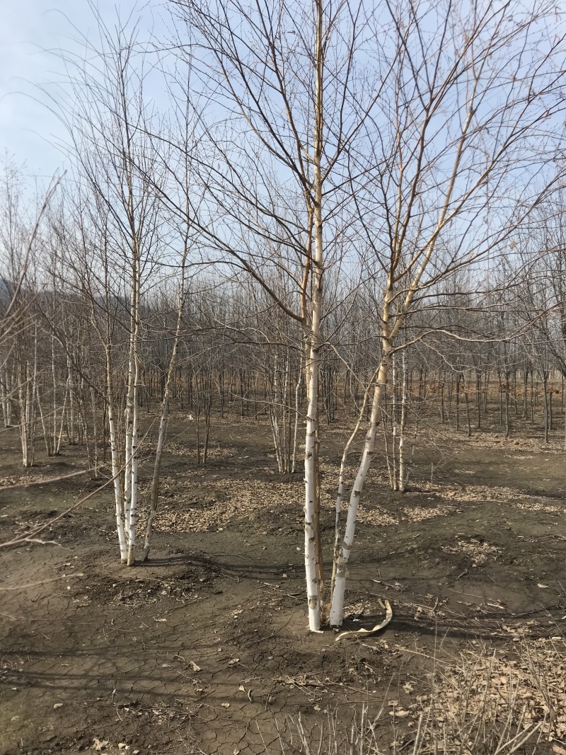白桦树苗丛生白桦5-8分枝工程苗东北白桦小苗规格全