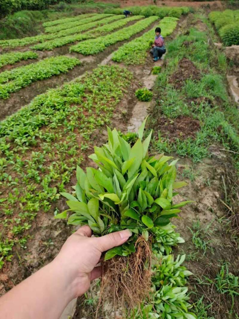 1米木荷哪里有出售？南京2米木荷价格木荷5公分