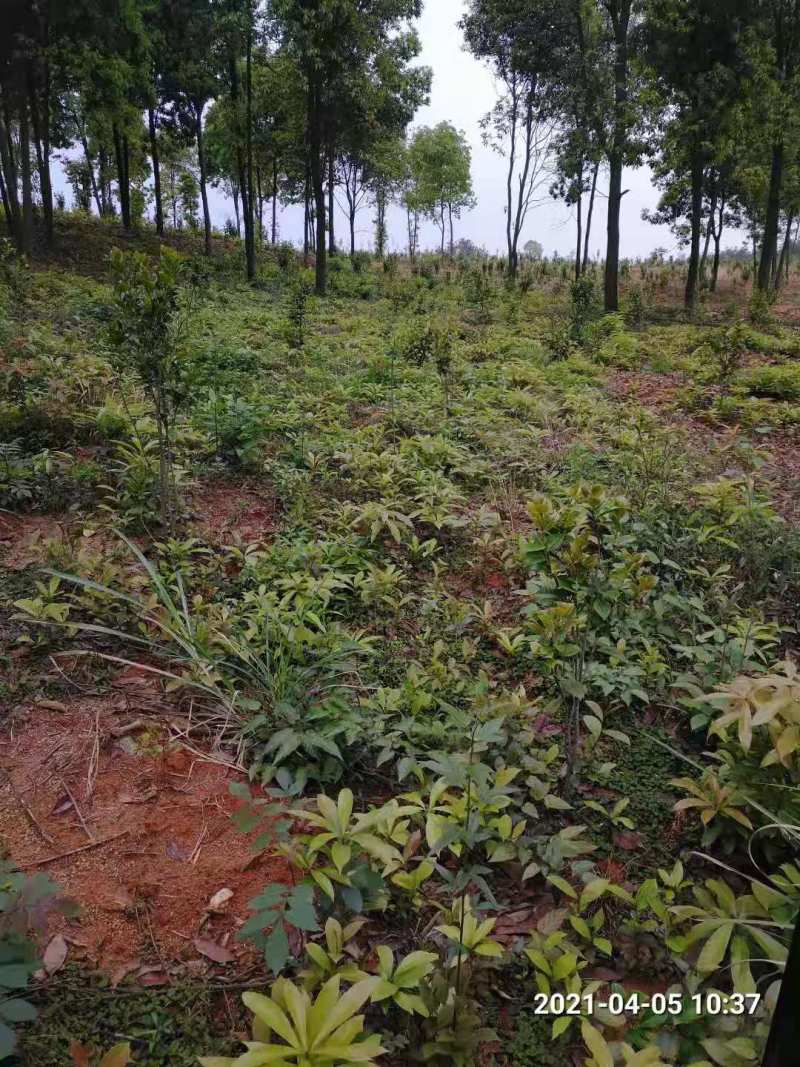 1米木荷哪里有出售？南京2米木荷价格木荷5公分
