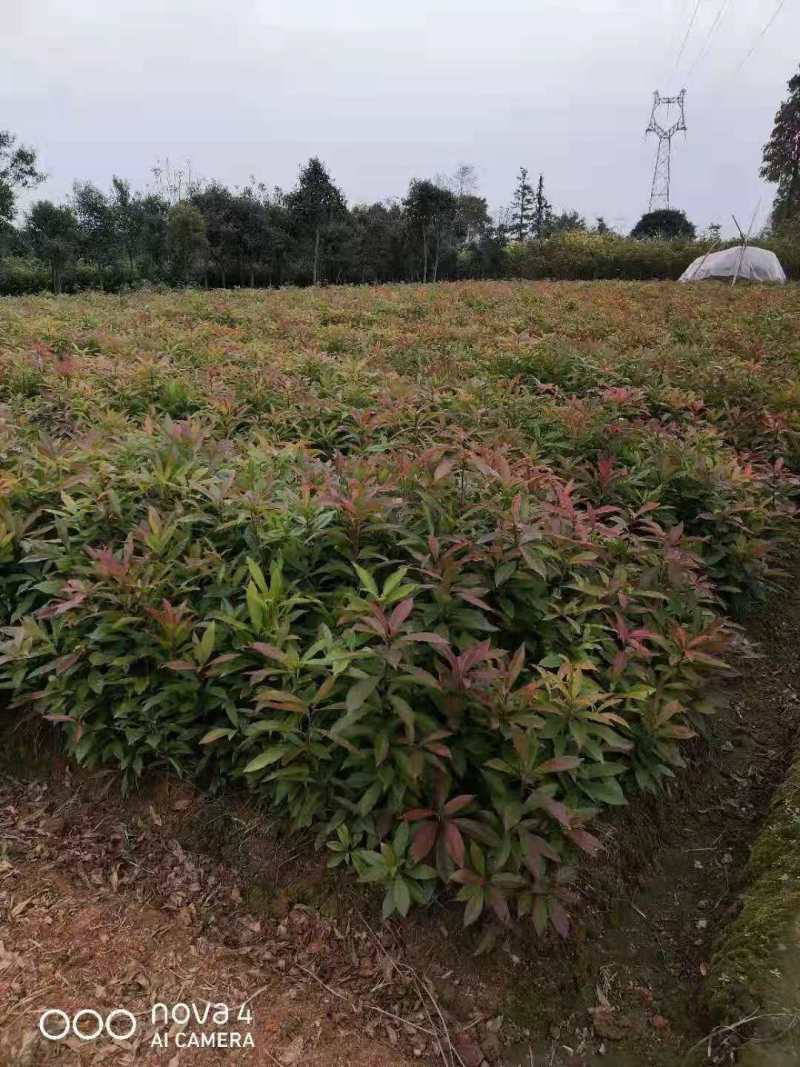 1米木荷哪里有出售？南京2米木荷价格木荷5公分