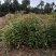 1米木荷哪里有出售？南京2米木荷价格木荷5公分