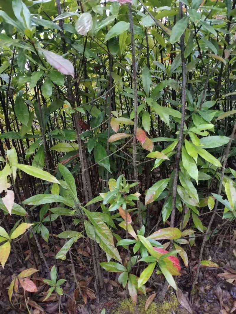 1米木荷哪里有出售？南京2米木荷价格木荷5公分