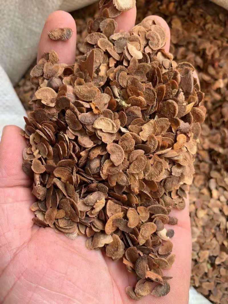 1米木荷哪里有出售？南京2米木荷价格木荷5公分