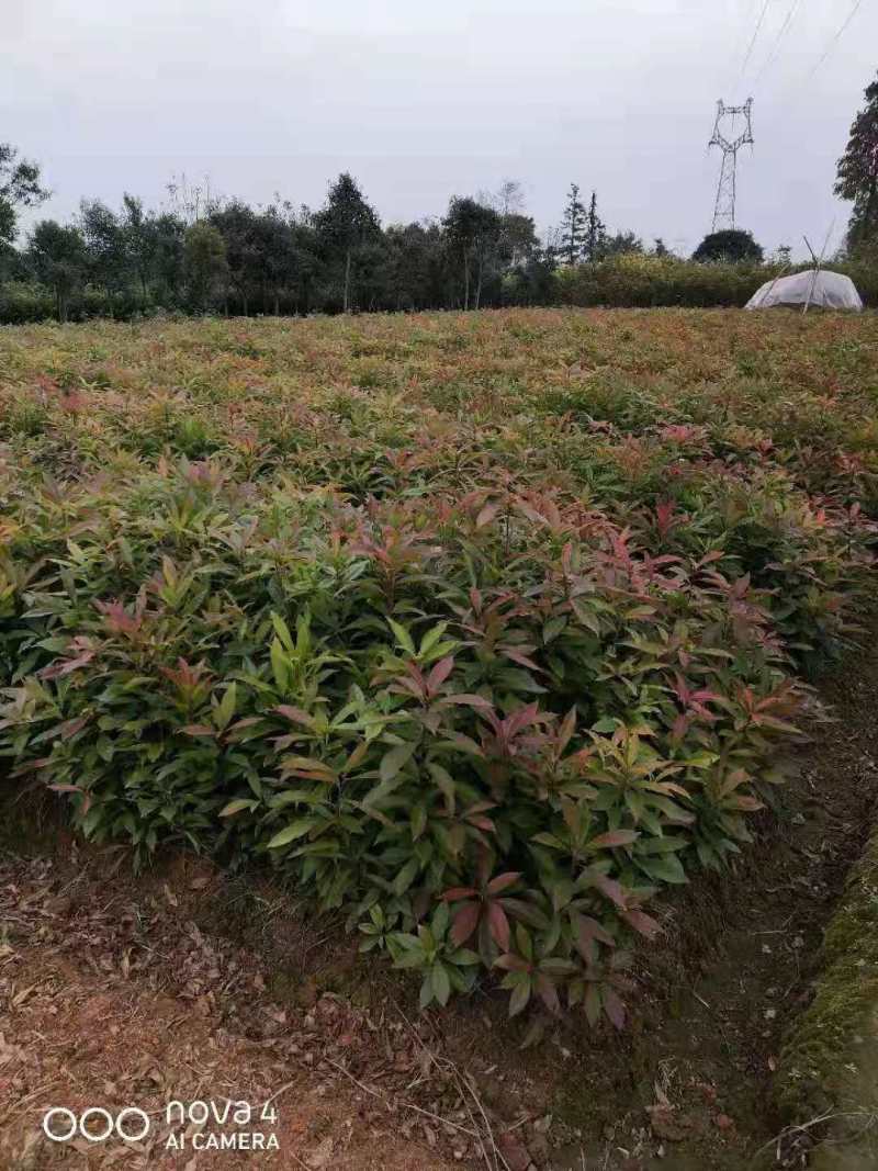 木荷2021年木荷价格基地木荷行情走势20公分