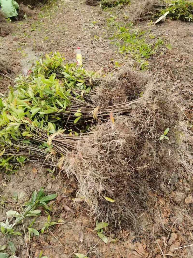 哪里有丛生木荷？哪里有丛生木荷出售？丛生价格多少钱一颗？