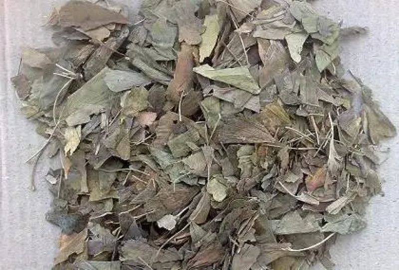 长期供应早期高含量烘干银杏叶，优质银杏叶，晒干银杏叶