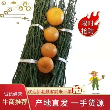爱沙，华美1号，枝条，穗条，母本园直供，包邮发货