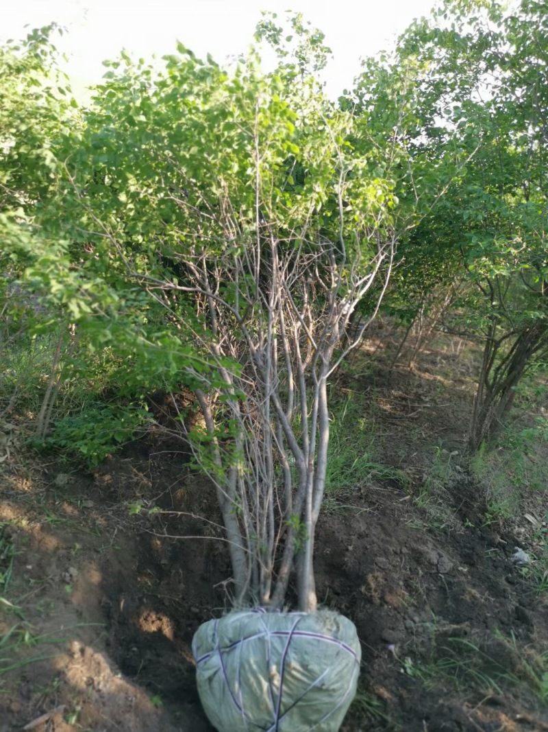 暴马丁香工程树单株暴马丁香小苗及工程苗