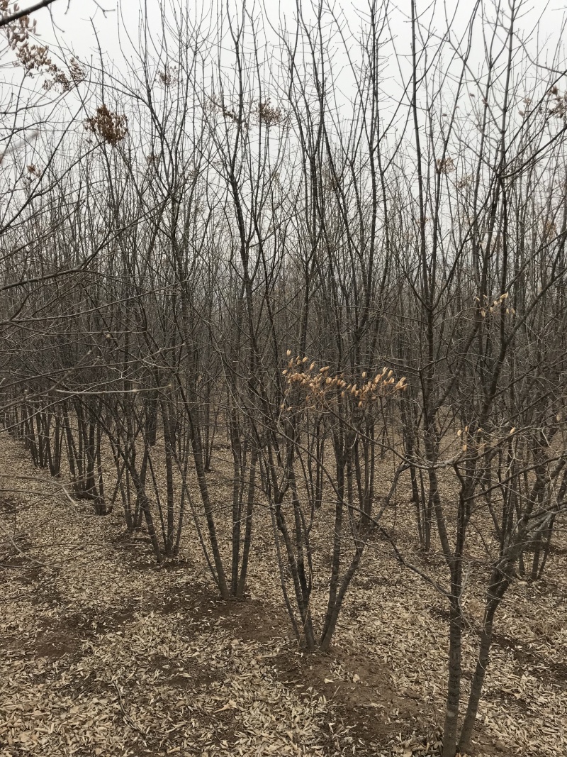 暴马丁香工程树单株暴马丁香小苗及工程苗