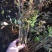 暴马丁香工程树单株暴马丁香小苗及工程苗