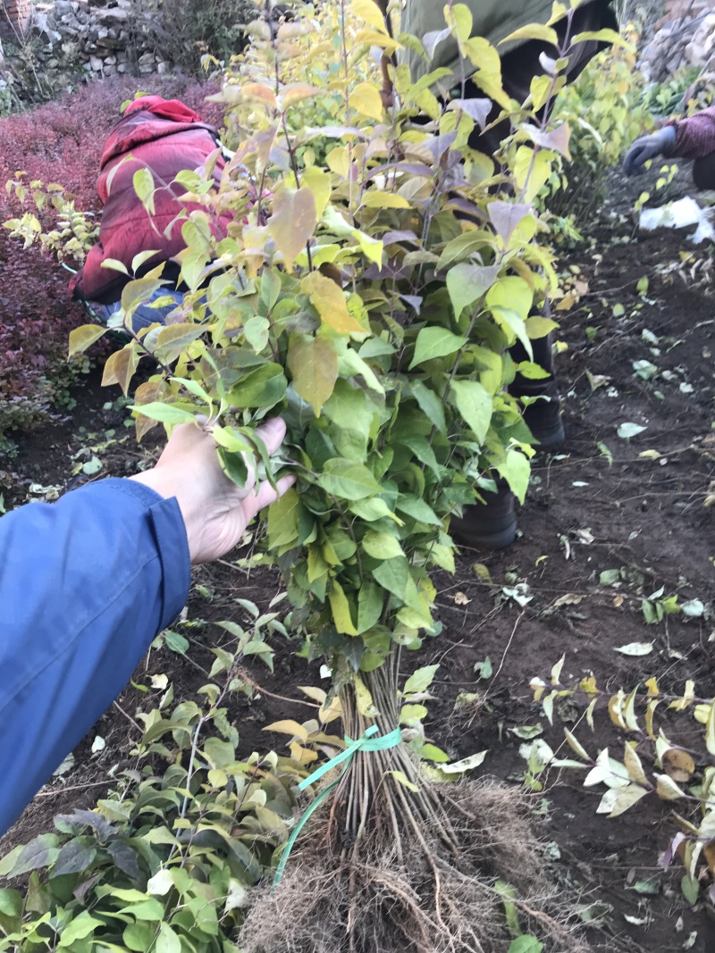 暴马丁香工程树单株暴马丁香小苗及工程苗