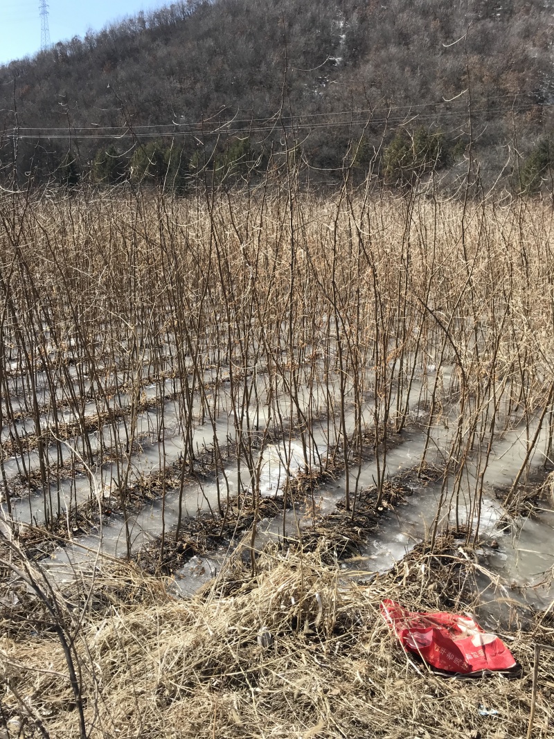 批发刺槐洋槐小苗及工程苗规格全快递发货