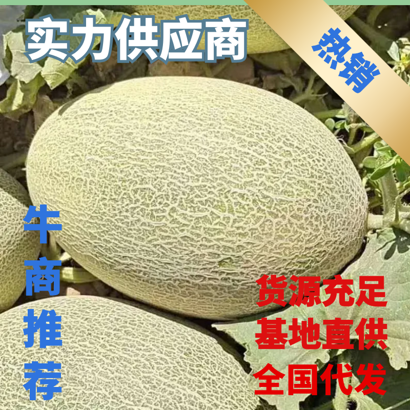 【精品】甘肃万亩哈密瓜，西州蜜25号原厂地发货电商合作。