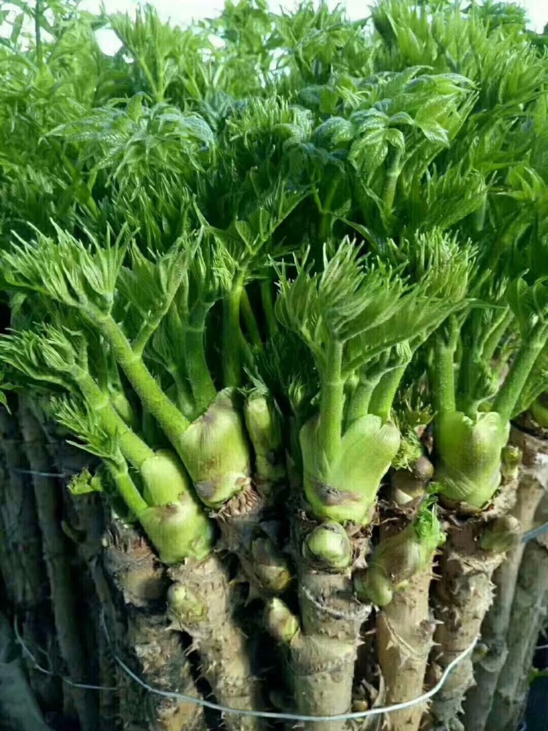 批发刺嫩芽小苗东北刺龙芽东北刺嫩芽苗
