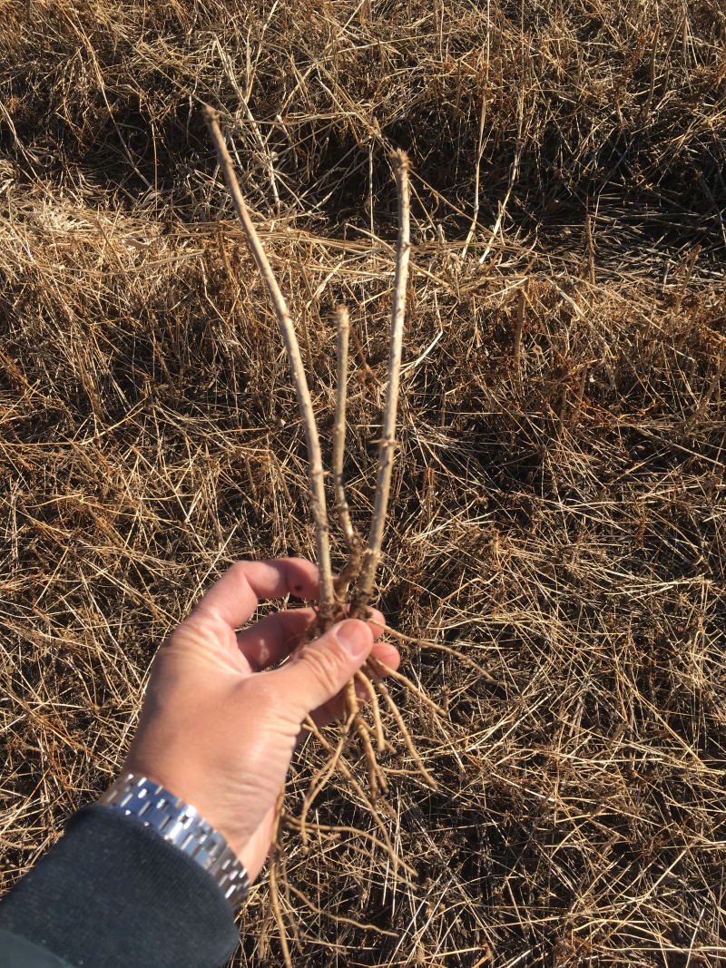 批发刺嫩芽小苗东北刺龙芽东北刺嫩芽苗