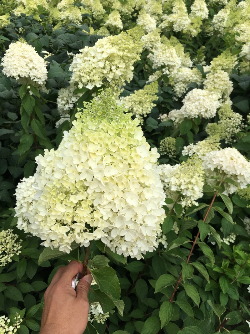木绣球圆锥绣球扦插小苗及工程苗灌丛大墩容器杯苗