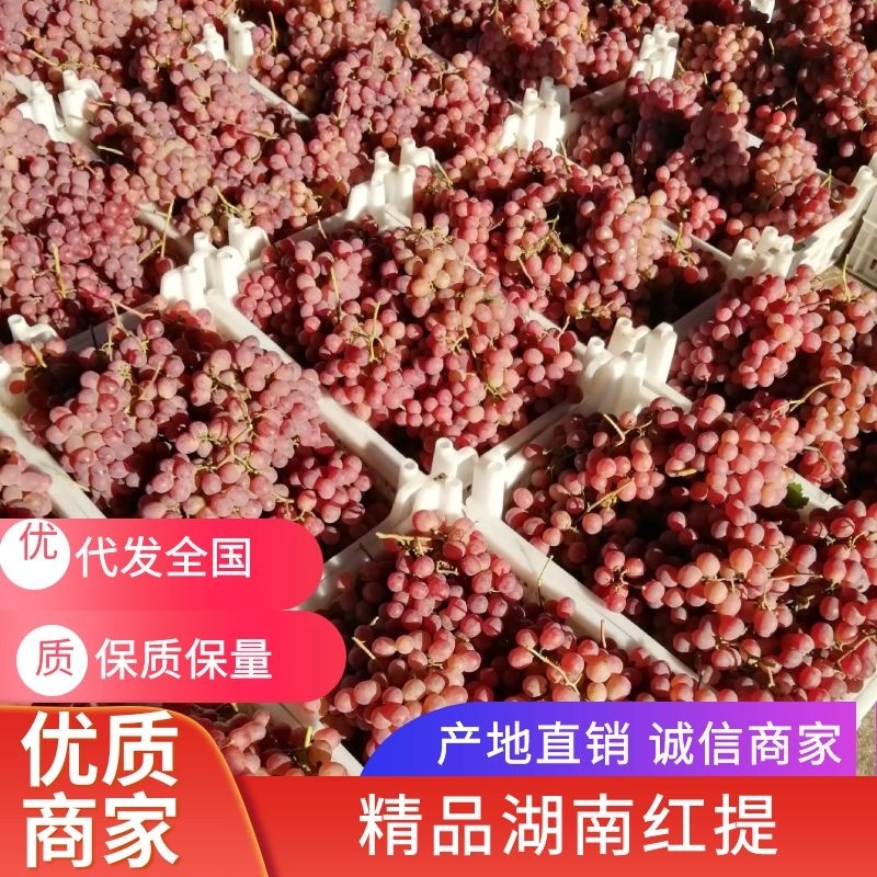湖南葡萄红提开始上市了，欢迎各位新老客户前来光临