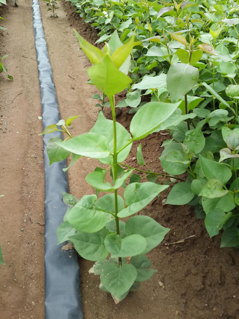 紫丁香大叶丁香耐寒花灌木紫丁香播种树苗规格全