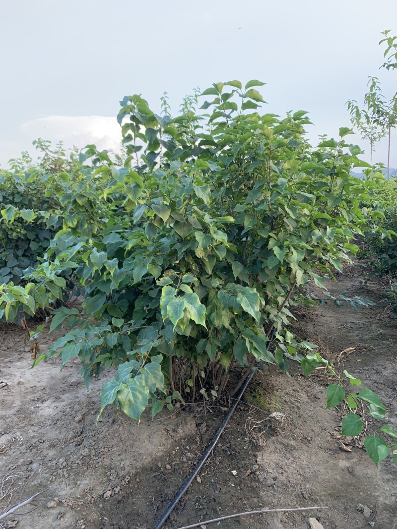 紫丁香大叶丁香耐寒花灌木紫丁香播种树苗规格全