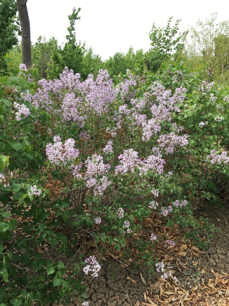 紫丁香大叶丁香耐寒花灌木紫丁香播种树苗规格全