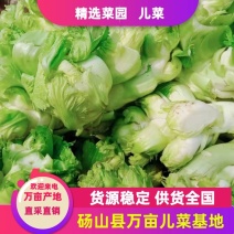 儿菜万亩直发，质量高价格好，货源稳定供货全国市场