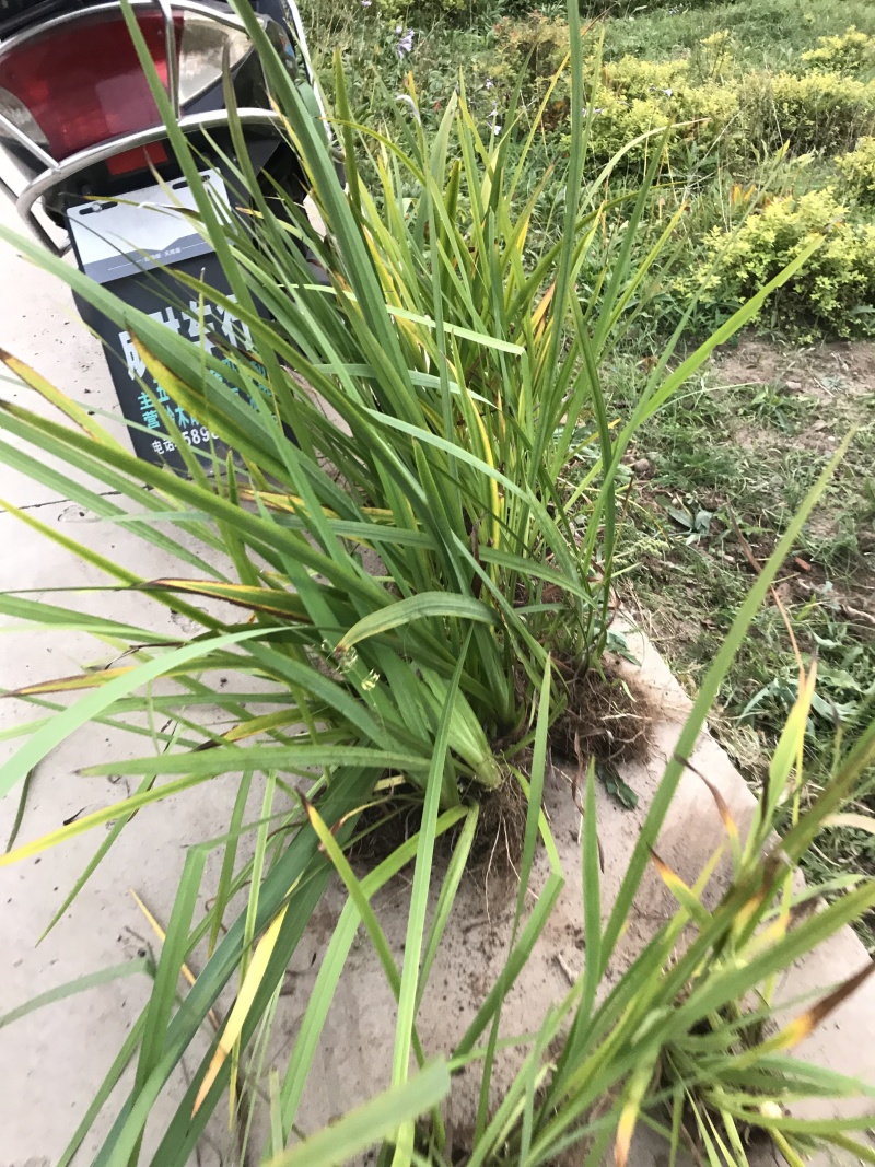 批发德国鸢尾紫花鸢尾黄花鸢尾开原鸢尾
