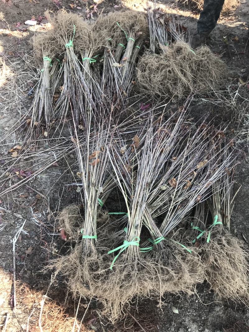 东北连翘容器杯苗迎春花丛生大墩连翘树连翘小苗