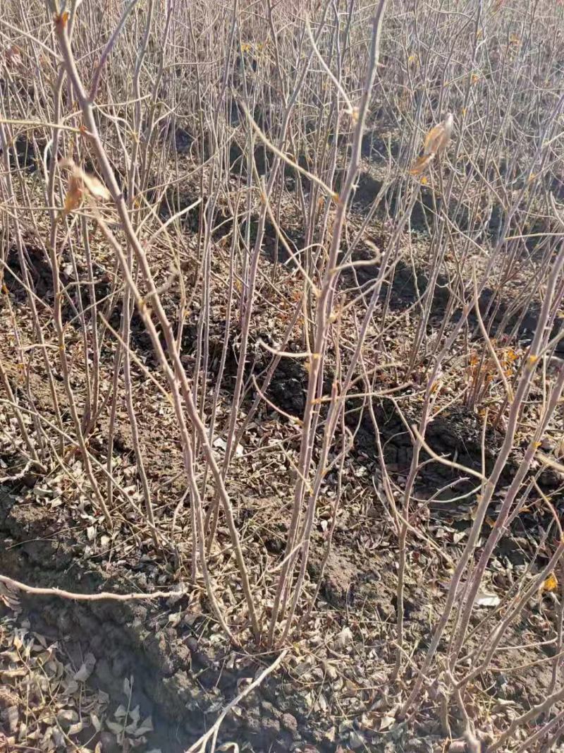批发多季刺玫小苗4-8分枝工程苗东北四季玫瑰