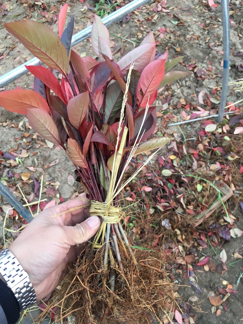 黑果花楸花楸小苗丛生黑果花楸工程苗容器杯苗