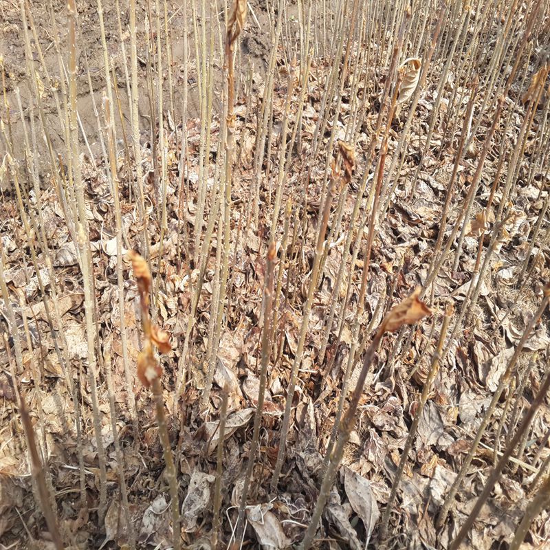 红丁香丛生红丁香工程苗播种小苗容器杯苗红丁香