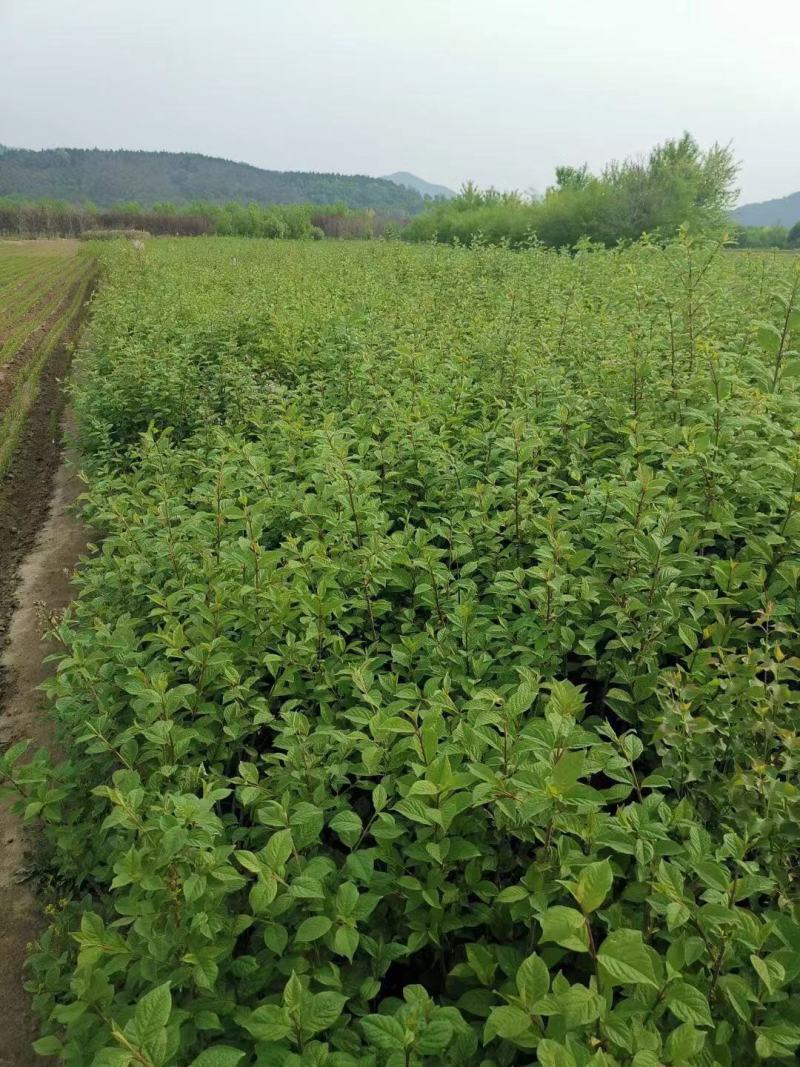 红丁香丛生红丁香工程苗播种小苗容器杯苗红丁香