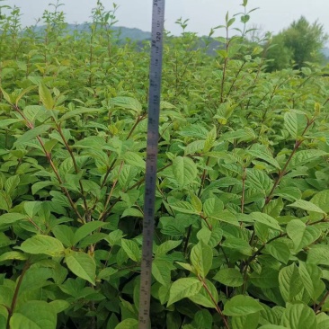 红丁香丛生红丁香工程苗播种小苗容器杯苗红丁香