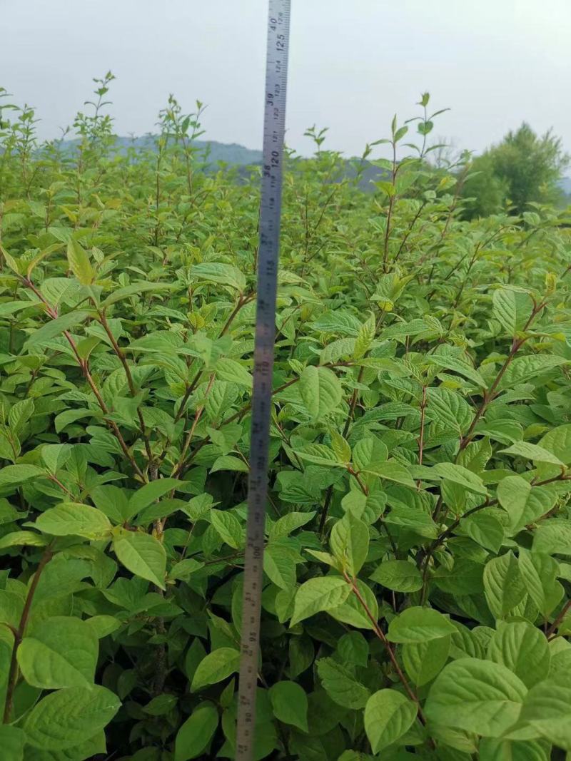 红丁香丛生红丁香工程苗播种小苗容器杯苗红丁香