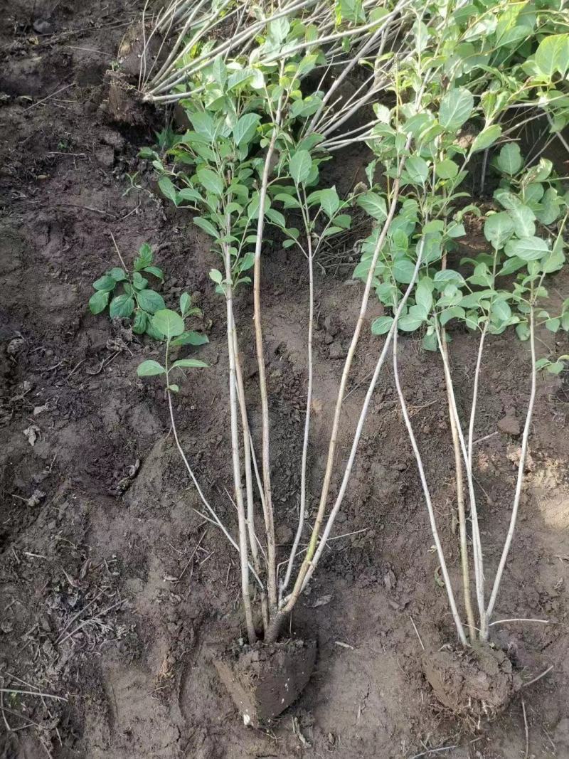 红丁香丛生红丁香工程苗播种小苗容器杯苗红丁香