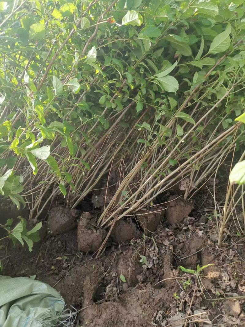 红丁香丛生红丁香工程苗播种小苗容器杯苗红丁香