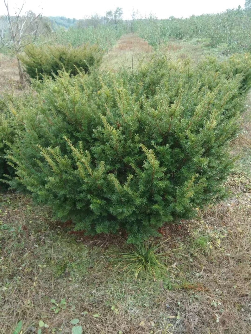红豆杉1-4年小苗造型东北红豆杉辽宁东北红豆杉树苗