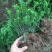 红豆杉1-4年小苗造型东北红豆杉辽宁东北红豆杉树苗