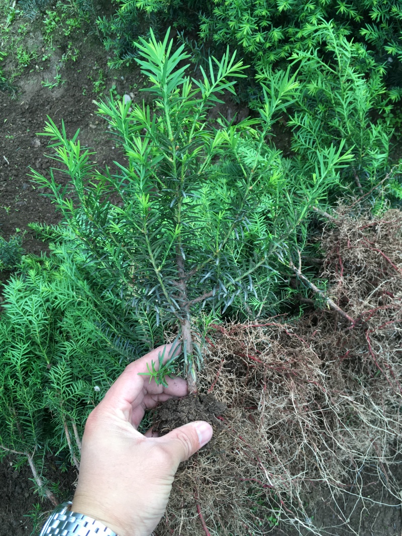 红豆杉1-4年小苗造型东北红豆杉辽宁东北红豆杉树苗