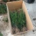 红豆杉1-4年小苗造型东北红豆杉辽宁东北红豆杉树苗