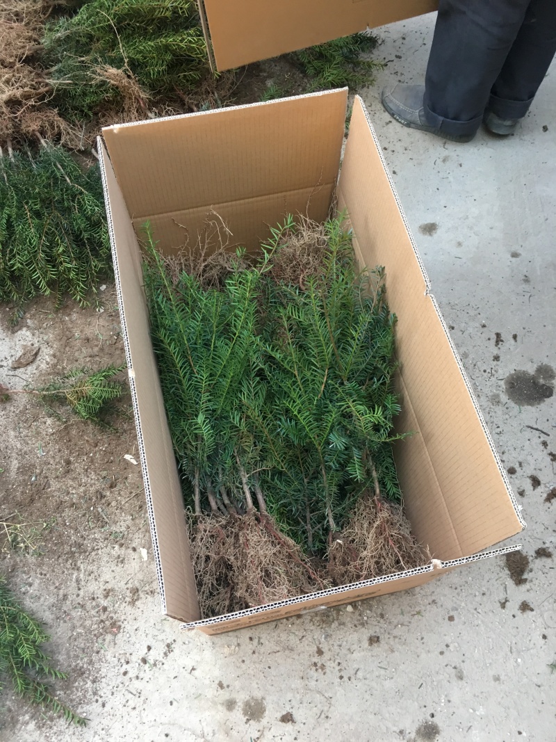 红豆杉1-4年小苗造型东北红豆杉辽宁东北红豆杉树苗