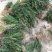 红豆杉1-4年小苗造型东北红豆杉辽宁东北红豆杉树苗