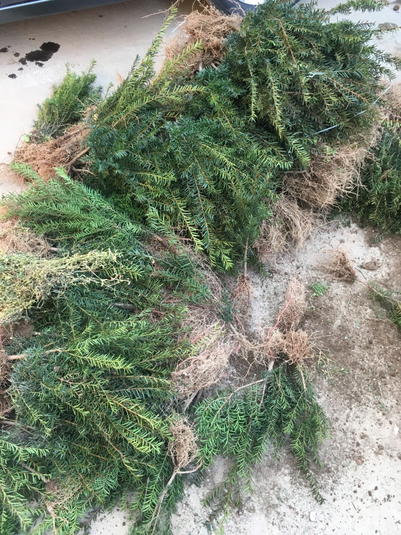 红豆杉1-4年小苗造型东北红豆杉辽宁东北红豆杉树苗